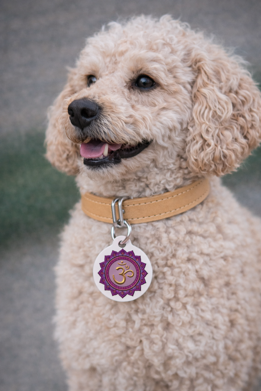 Crown Chakra Pet Tag – Divine Connection for Your Sacred Companion